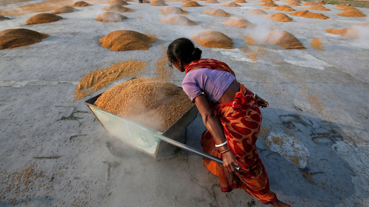 Obchodování s rýží v Asii ustalo, po omezení vývozu z Indie se čeká růst cen